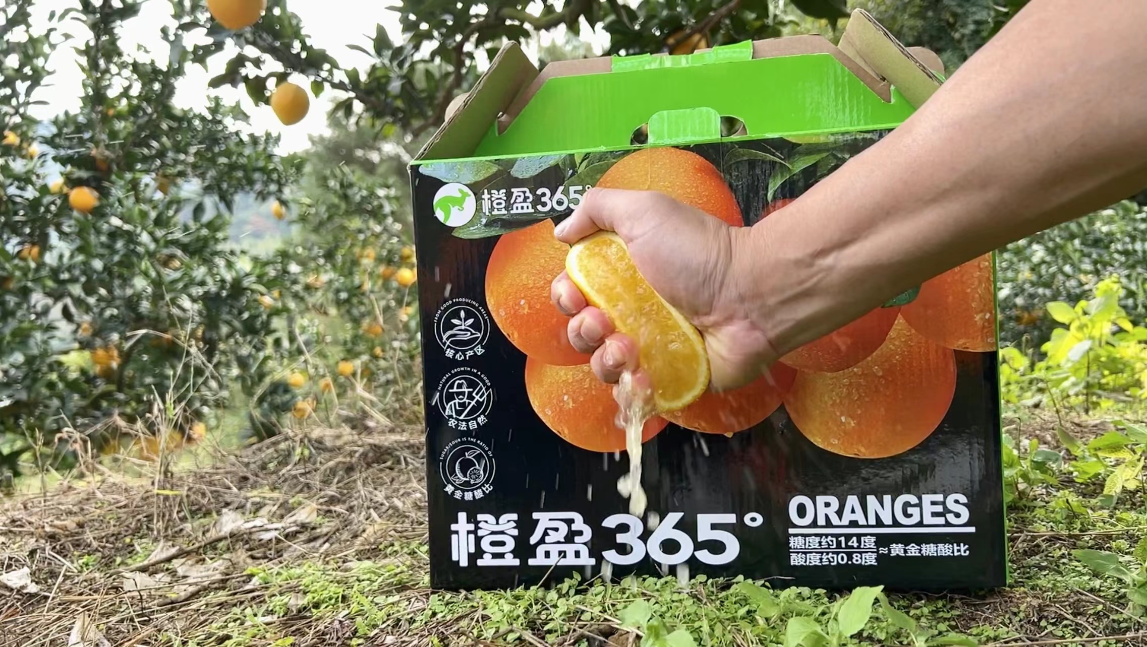 橙盈365°產(chǎn)品